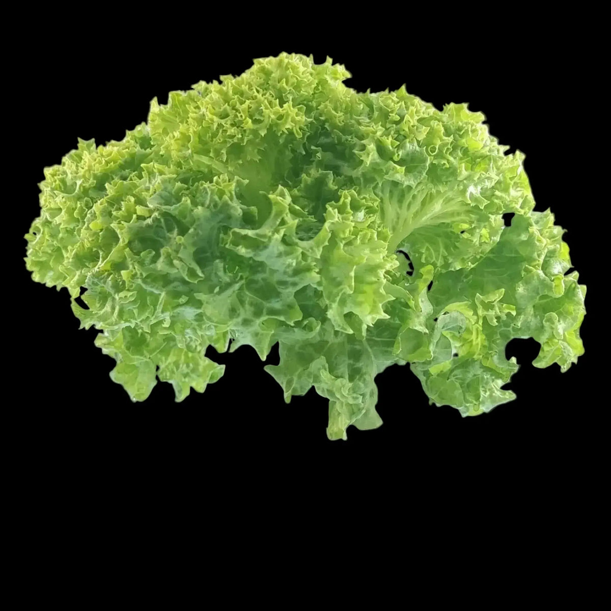 Salads-Lettuces our greenery