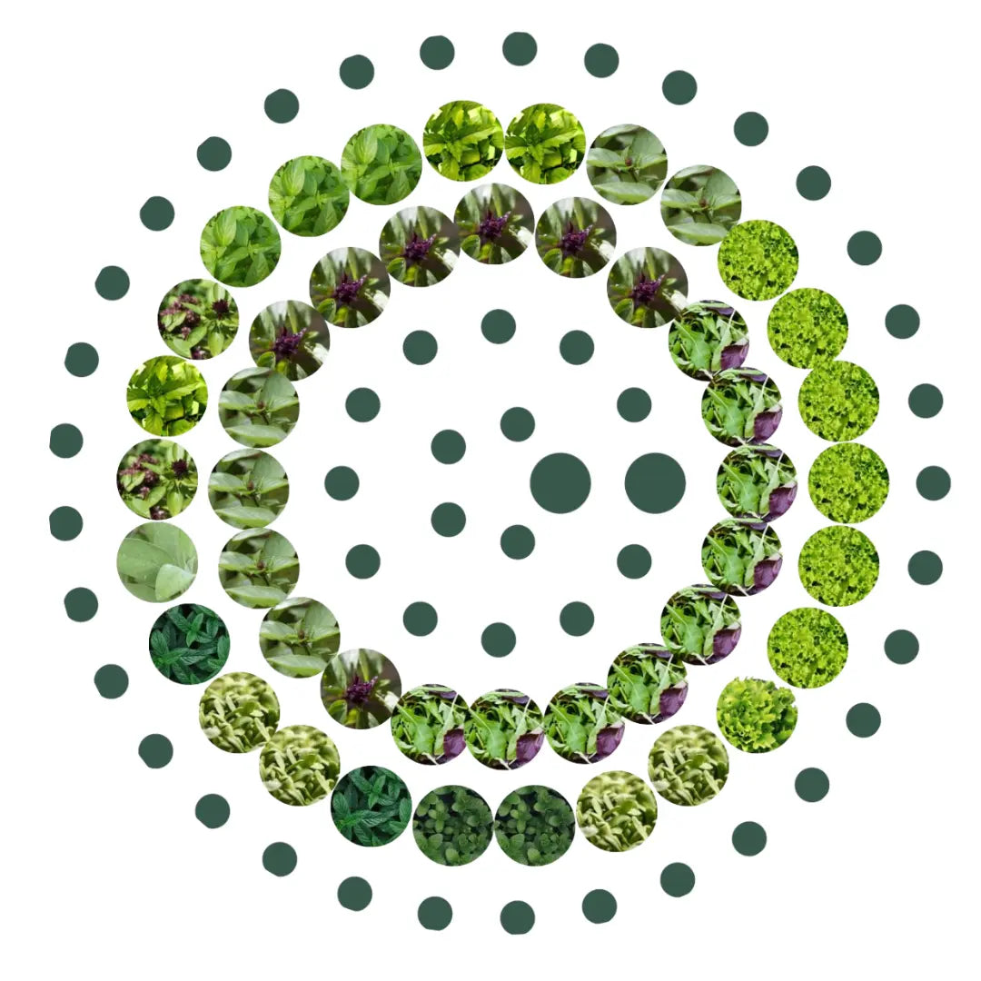 1 Monat Paket Plugs & Microgreens - 64 Stk - div. Sorten our greenery