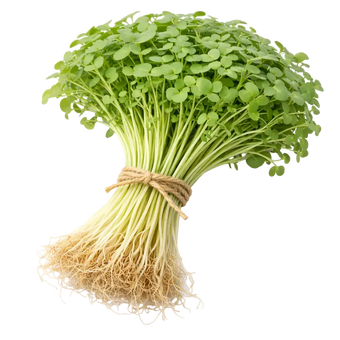 Microgreen Pads - Rucola - Set 8 Stk. our greenery
