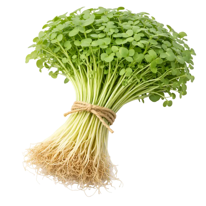 Microgreen Pads - Rucola - Set 8 Stk. our greenery