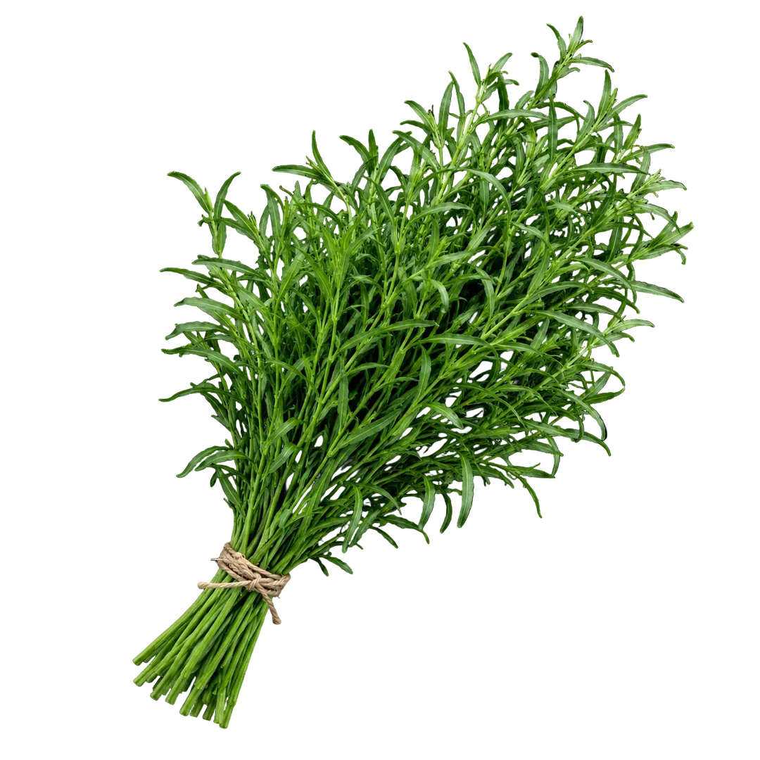 Pflanze des Monats – August-Paket our greenery