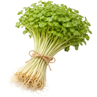Microgreen Pads - Brokkoli - Set 8 Stk. our greenery