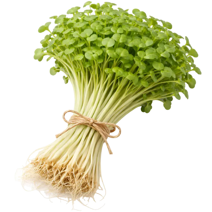 Microgreen Pads - Brokkoli - Set 8 Stk. our greenery