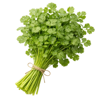 Plugs - Blattkoriander - 12 Stk. our greenery