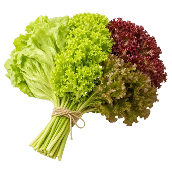Plugs - Salat Basics - 4 x 12 Stk. our greenery