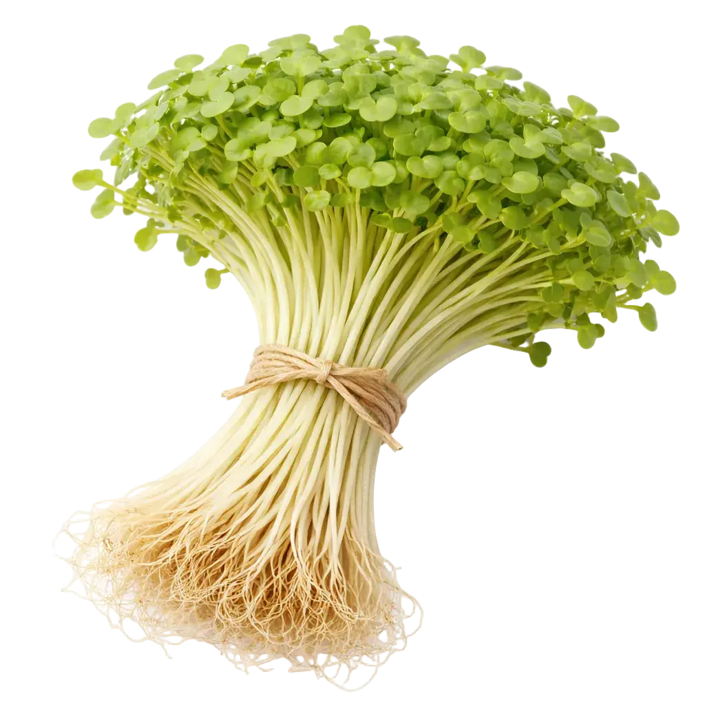 Ein Strauß Daikon-Mikrogreens aus dem Raumgarten