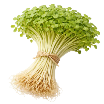 Ein Strauß Daikon-Mikrogreens aus dem Raumgarten