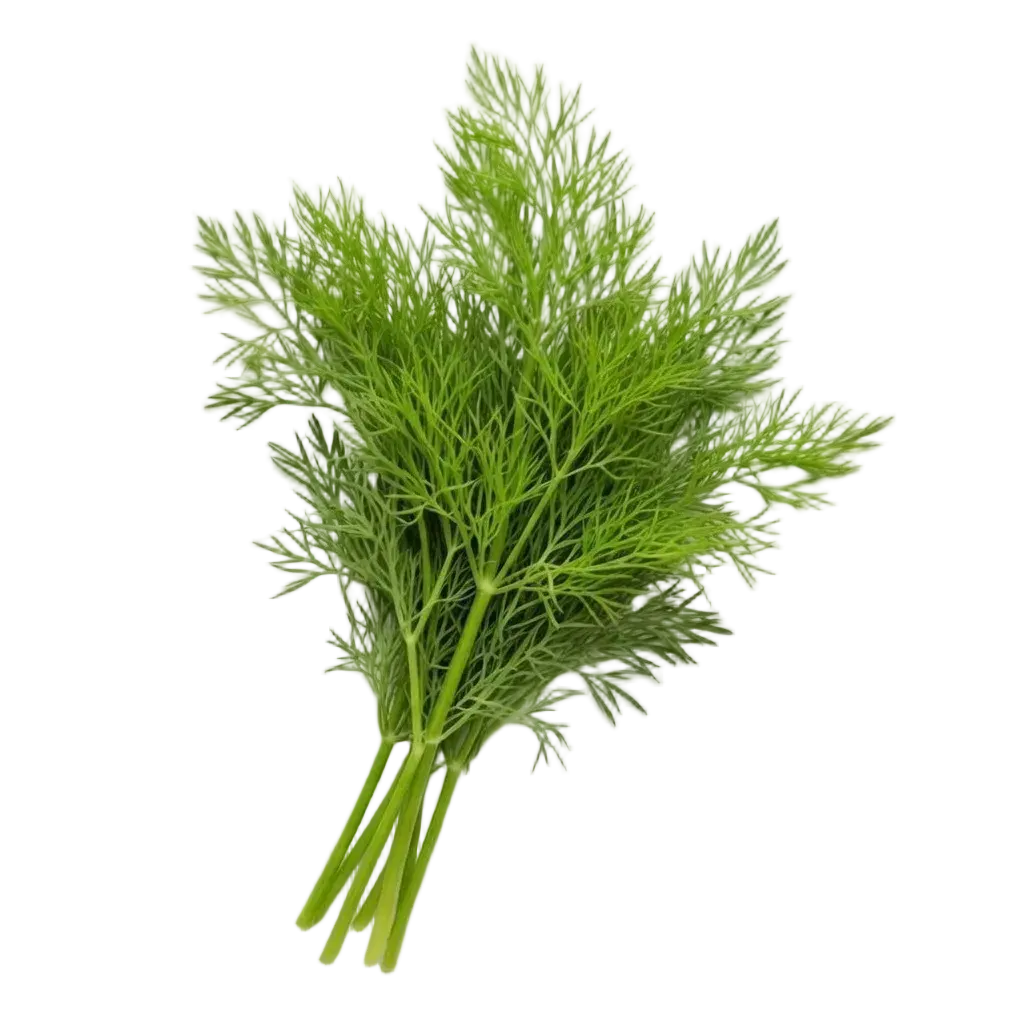 Plugs - Herbes du Soleil Mix - 4 x 12 Stk. Our Greenery