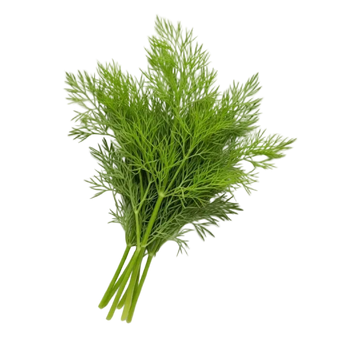 Plugs - Dill - 12 Stk. our greenery