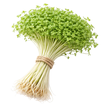 Classica Italia our greenery