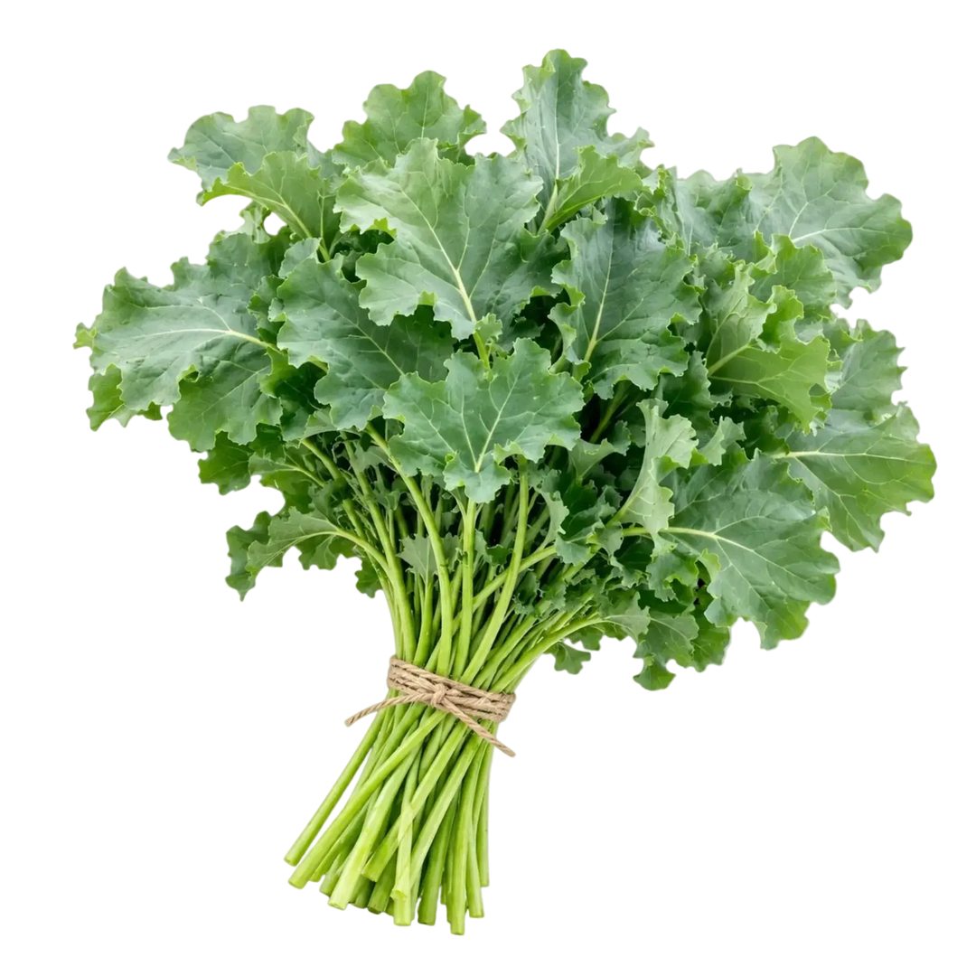 Plugs - Krauser Kohl - 12 Stk our greenery