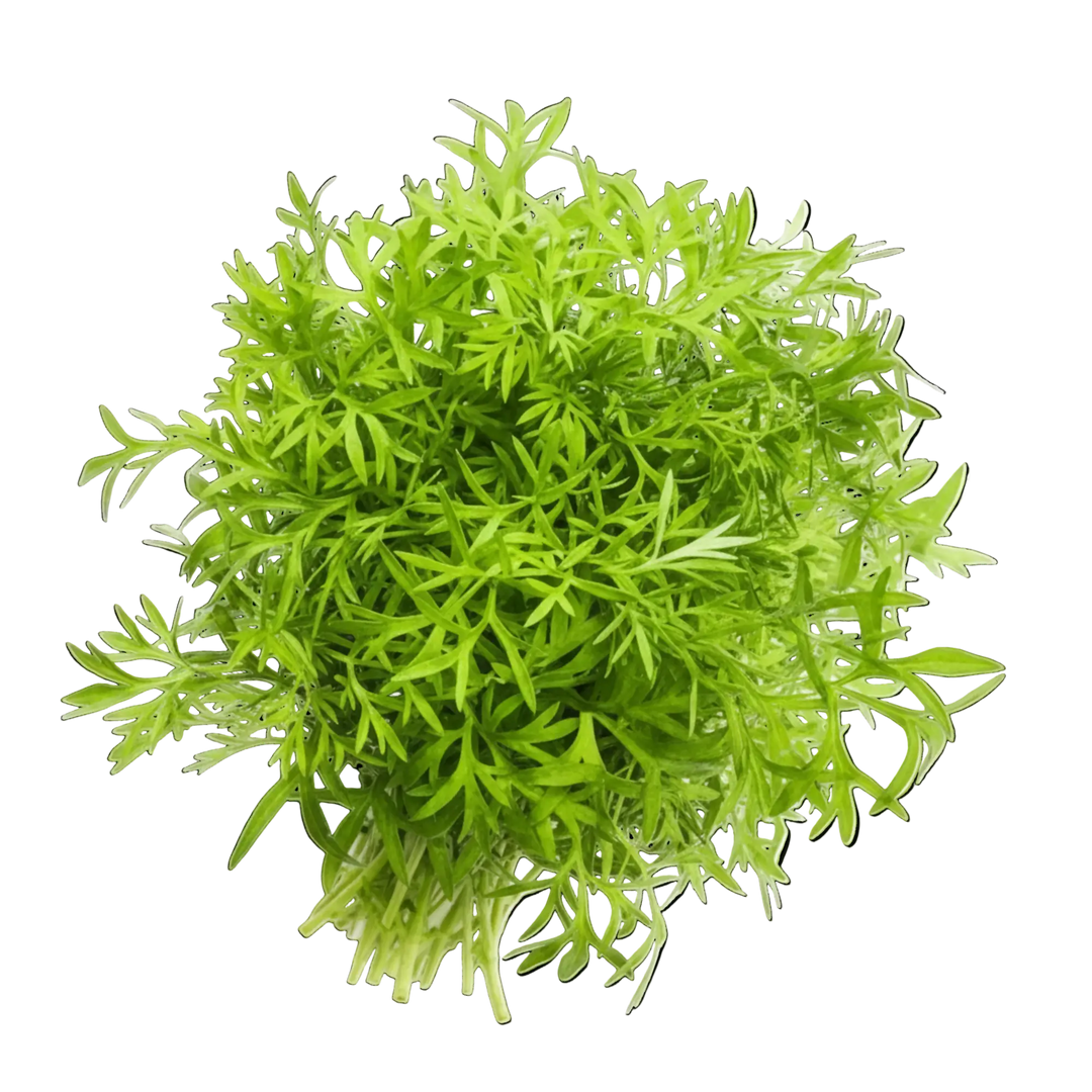 Plugs - Himalaya Koriander - 12 Stk. our greenery