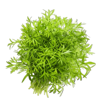 Plugs - Himalaya Koriander - 12 Stk. our greenery