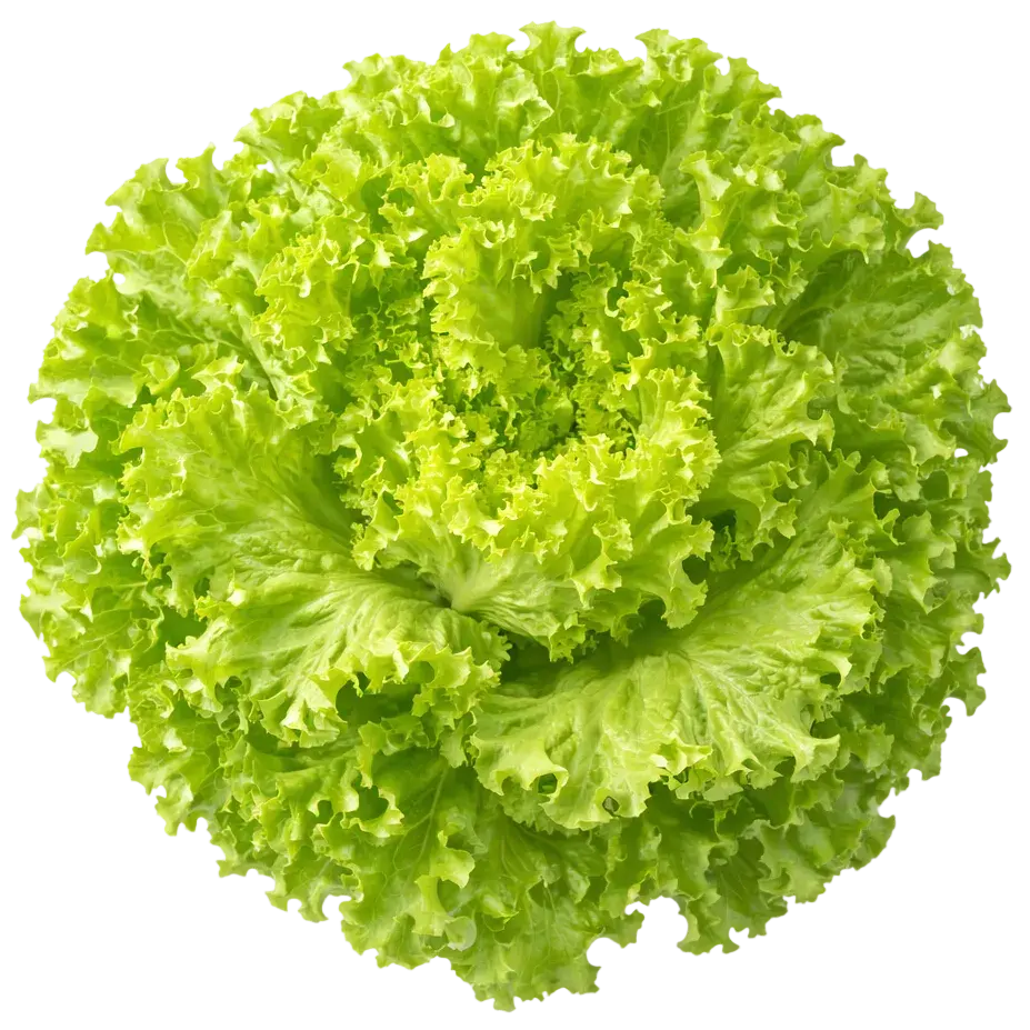 Ein kleiner Strauch Iceberg Salat aus dem Raumgarten