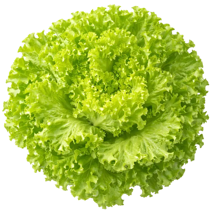 Ein kleiner Strauch Iceberg Salat aus dem Raumgarten