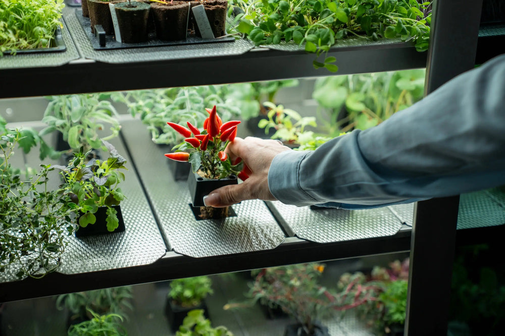Raumgarten geöffnet – 48 Steckplätze für Kräuter und Salate