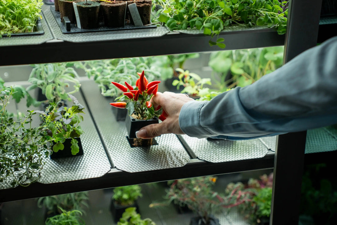 Raumgarten geöffnet – 48 Steckplätze für Kräuter und Salate