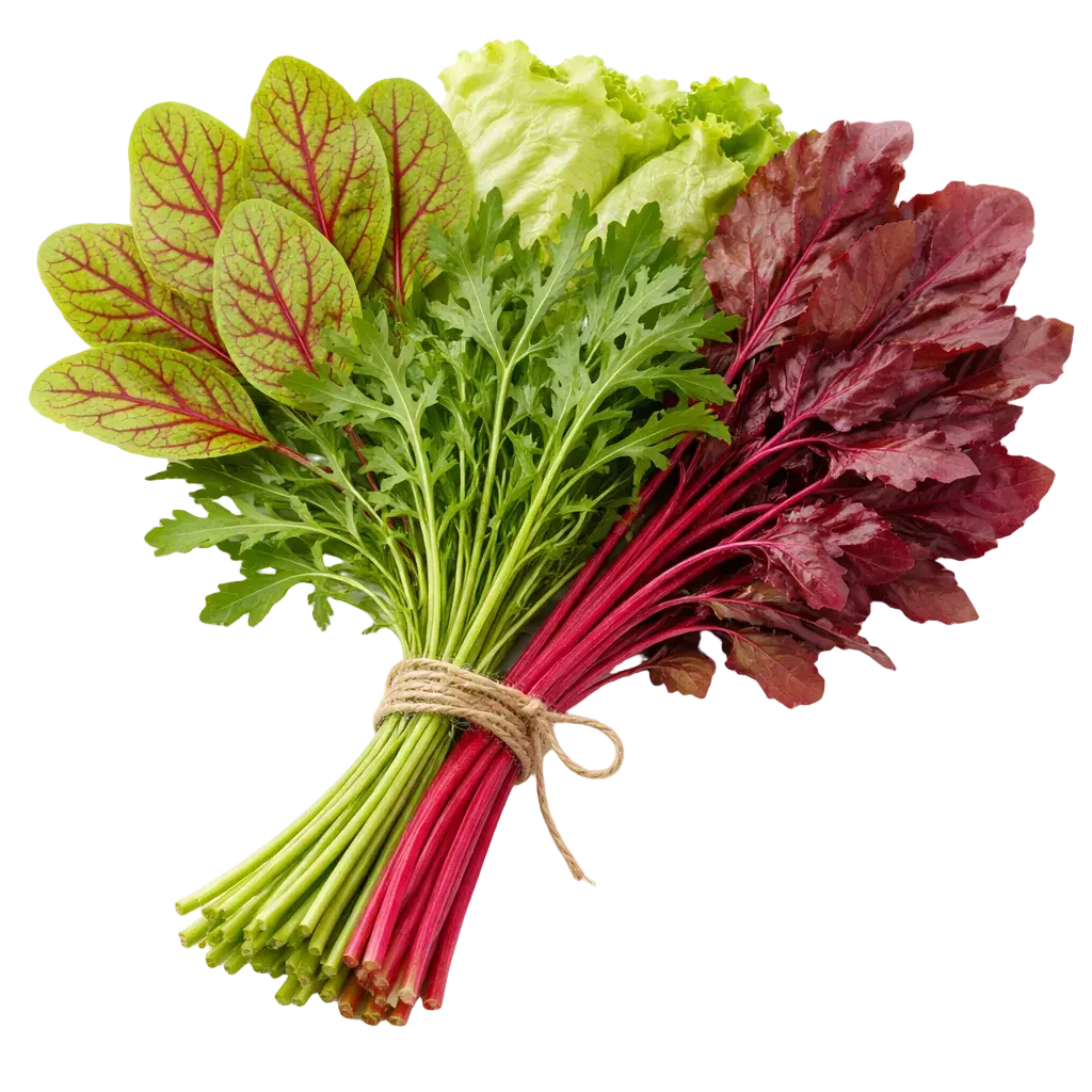 Ein Strauß Bluampfer, Rucola, Eisber Salat und Rote Beete aus dem Raumgarten
