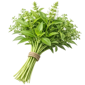 Plugs - Zitronenbasilikum - 12 Stk. our greenery