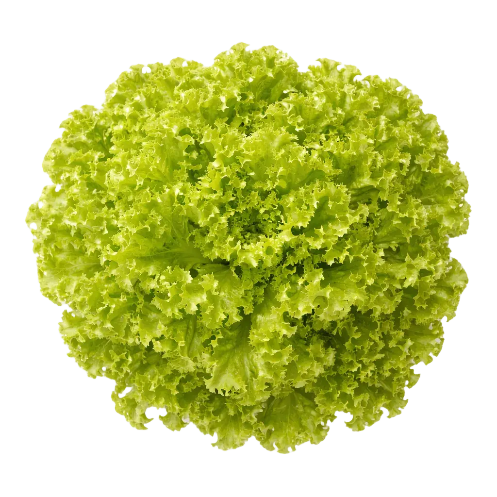 Ein kleiner Strauch Lollo Bionda aus dem Raumgarten