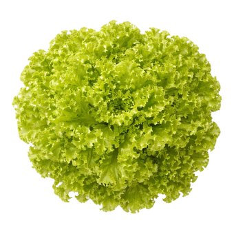 Ein kleiner Strauch Lollo Bionda aus dem Raumgarten