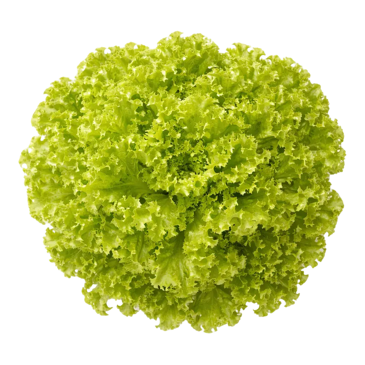 Ein kleiner Strauch Lollo Bionda aus dem Raumgarten