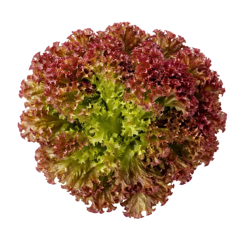 Ein kleiner Strauch Lollo Rosso aus dem Raumgarten