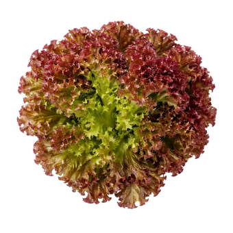 Ein kleiner Strauch Lollo Rosso aus dem Raumgarten