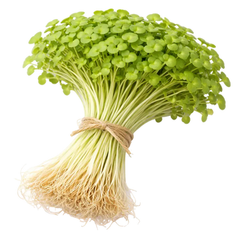 Ein Strauß Senf-Mikrogreens aus dem Raumgarten