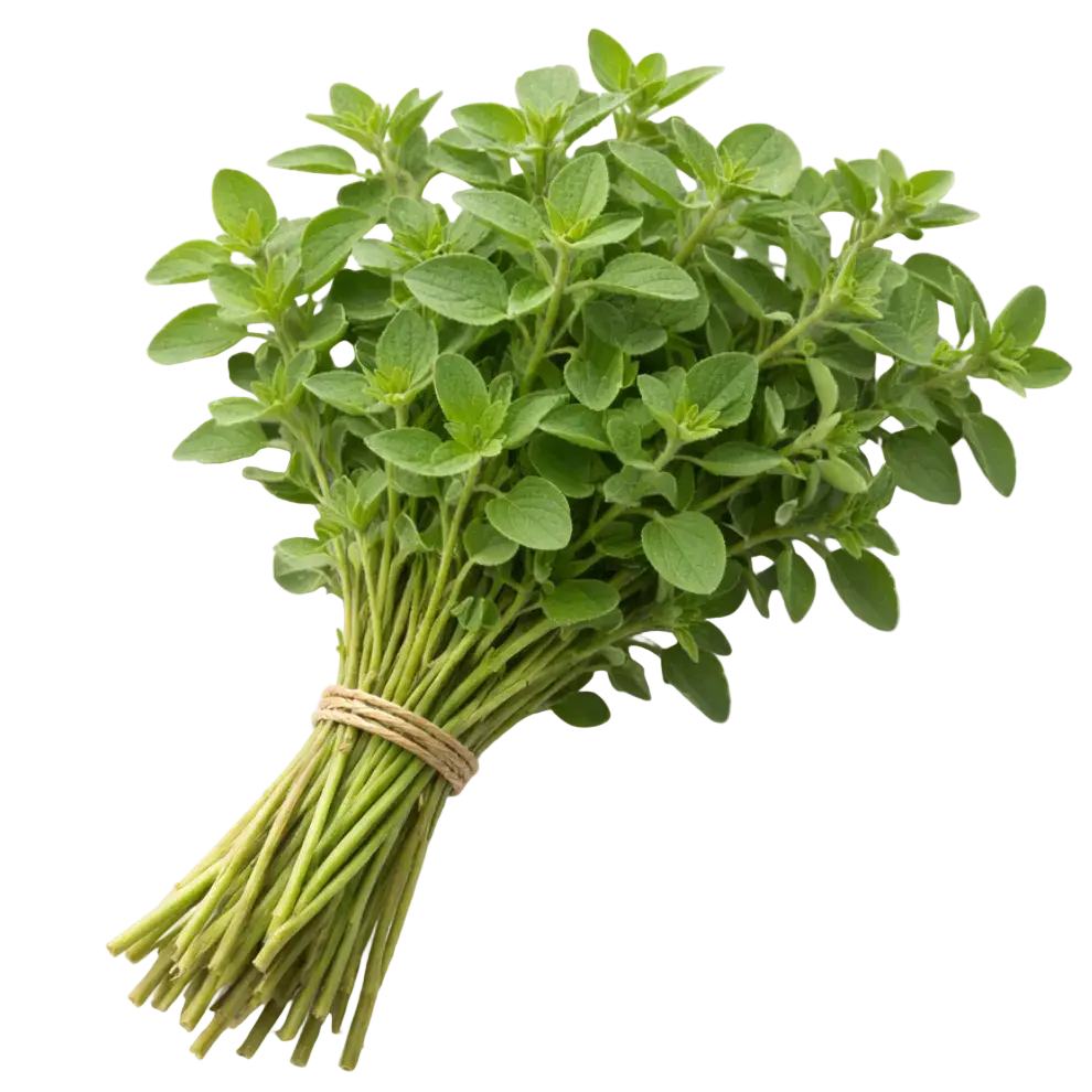 Plugs - Oregano - 12 Stk. our greenery