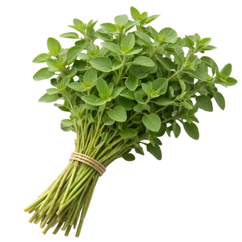Plugs - Oregano - 12 Stk. our greenery