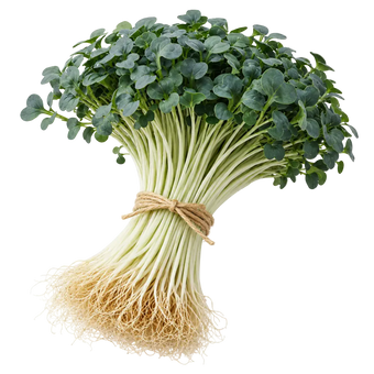 Microgreen Pads - Palmkohl - Set 8 Stk. our greenery