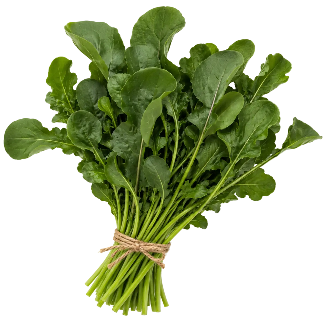 Plugs - Pesto Rucola - 12 Stk. our greenery