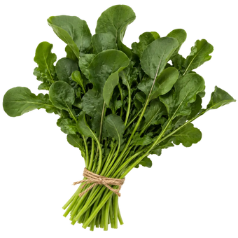 Plugs - Pesto Rucola - 12 Stk. our greenery