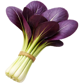 Ein Strauß Lila Pak Choi aus dem Raumgarten