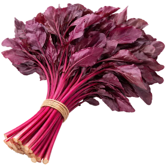 Ein Strauß Rote Beete aus dem Raumgarten
