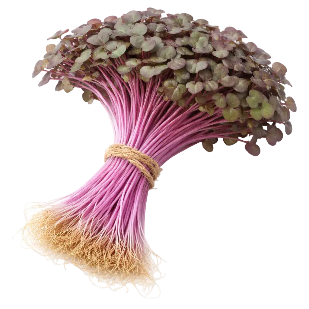 Microgreen Pads - Rotkohl - Set 8 Stk. our greenery