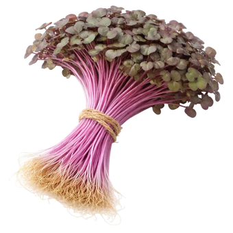 Microgreen Pads - Rotkohl - Set 8 Stk. our greenery