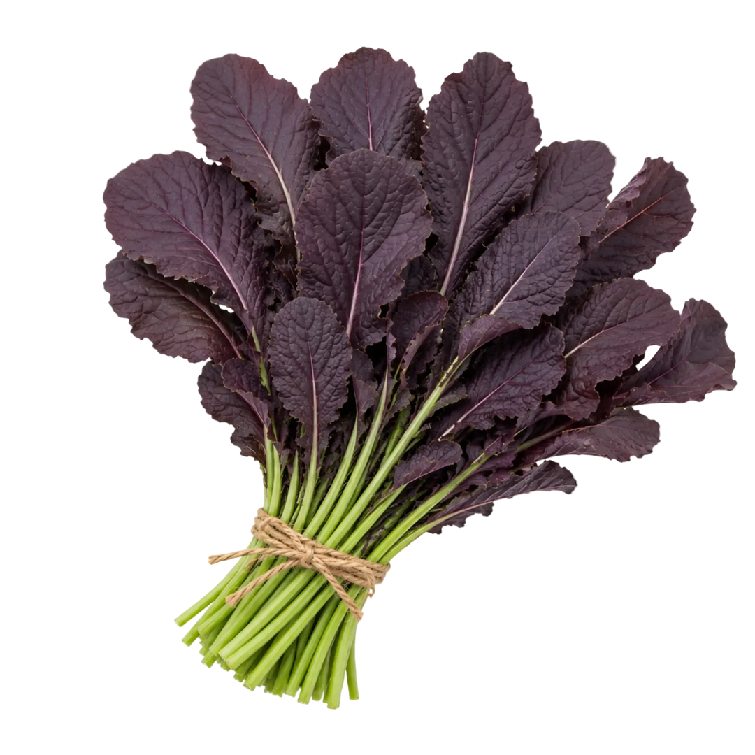 Plugs - Blattsenf (rot) - 12 Stk. our greenery