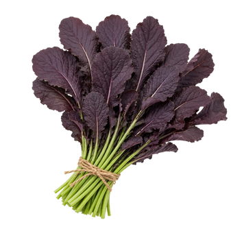 Plugs - Blattsenf (rot) - 12 Stk. our greenery