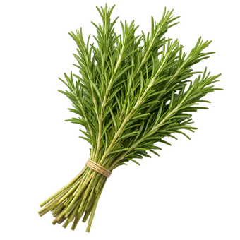Plugs - Rosmarin - 12 Stk. our greenery