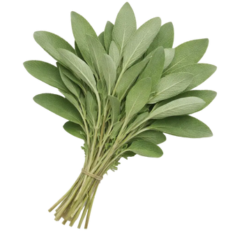 Plugs - Salbei - 12 Stk. our greenery