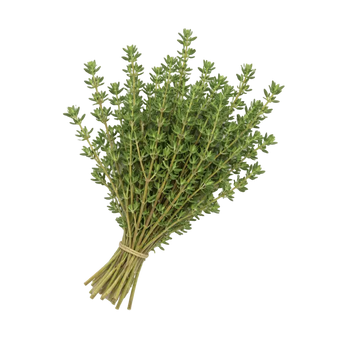 Plugs - Thymian - 12 Stk. our greenery