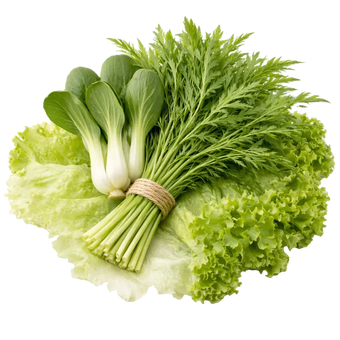 Ein Strauß Pak Choi, Eisberh Salat, Mizuna und Lollo Bionda aus dem Raumgarten