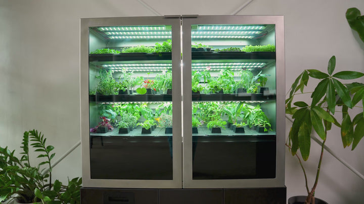 Atmosphärisches Nahaufnahmevideo des automatisierten Beleuchtungssystems Raumgarten Pro, das leuchtende, pestizidfreie Kräuter und Microgreens in Szene setzt.